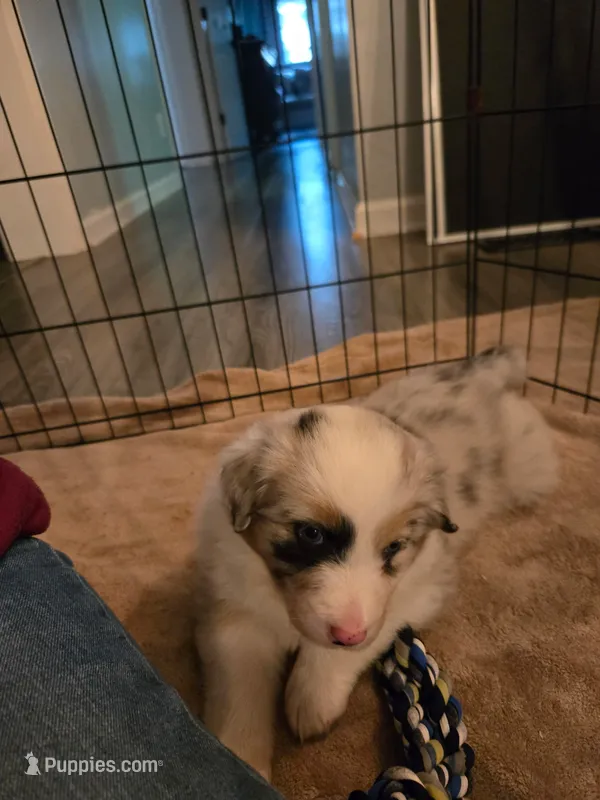 Remi – Australian Shepherd puppy for sale in Indian Trail, NC