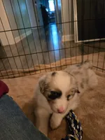 Remi, a female Australian Shepherd for sale in Indian Trail, NC – 1 of 5