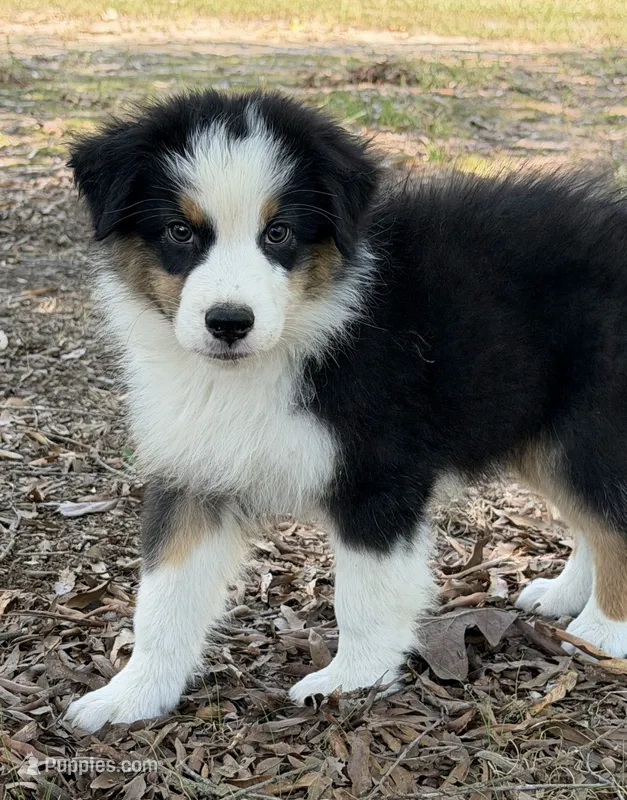 Bruno – Australian Shepherd puppy for sale in Indian Trail, NC