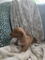 Victor, a male Miniature Dachshund for sale in Indian Trail, NC – 4 of 5