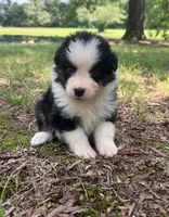 Bruno, a male Australian Shepherd for sale in Indian Trail, NC – 1 of 4