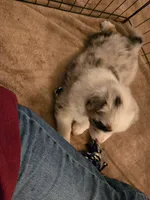 Remi, a female Australian Shepherd for sale in Indian Trail, NC – 3 of 5