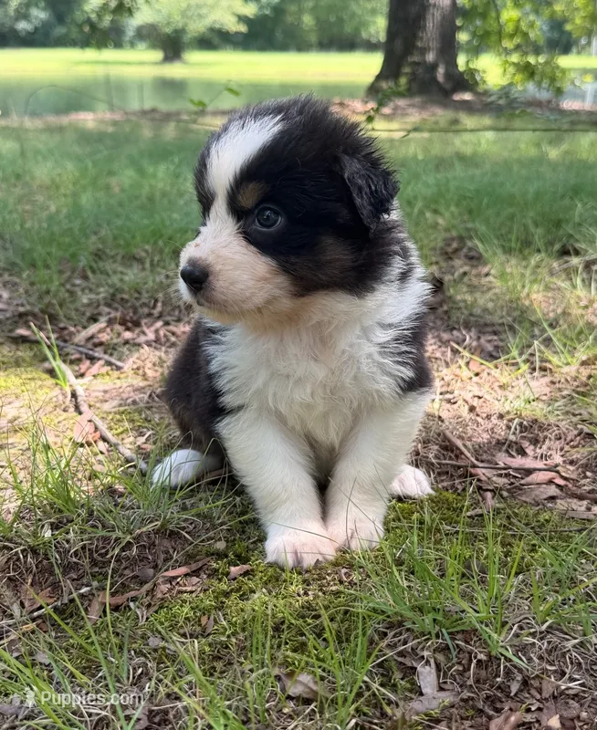 Daisy – Australian Shepherd puppy for sale in Indian Trail, NC