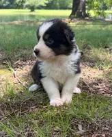 Daisy, a female Australian Shepherd for sale in Indian Trail, NC – 1 of 4