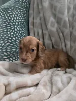Victor, a male Miniature Dachshund for sale in Indian Trail, NC – 1 of 5