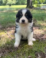 Daisy, a female Australian Shepherd for sale in Indian Trail, NC – 4 of 4