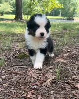 Bruno, a male Australian Shepherd for sale in Indian Trail, NC – 3 of 4