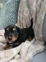 Brandi, a female Miniature Dachshund for sale in Indian Trail, NC – 3 of 3