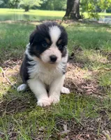 Daisy, a female Australian Shepherd for sale in Indian Trail, NC – 3 of 4