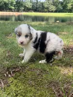 Alex, a male Australian Shepherd for sale in Indian Trail, NC – 2 of 4