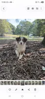 Reba, a female Australian Shepherd for sale in Indian Trail, NC – 3 of 6