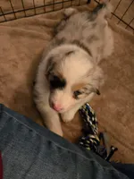 Remi, a female Australian Shepherd for sale in Indian Trail, NC – 4 of 5