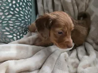 Sampson, a male Miniature Dachshund for sale in Indian Trail, NC – 4 of 4