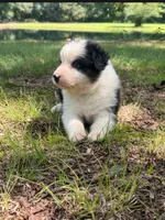 Bruno, a male Australian Shepherd for sale in Indian Trail, NC – 2 of 4