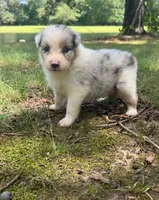 April, a female Australian Shepherd for sale in Indian Trail, NC – 4 of 4