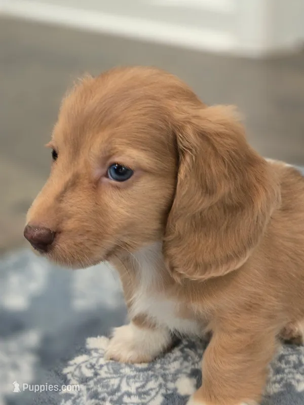 Bobby – Miniature Dachshund puppy for sale in Indian Trail, NC