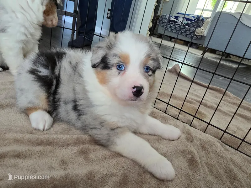 April – Australian Shepherd puppy for sale in Indian Trail, NC