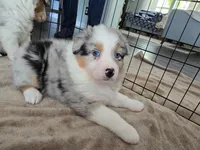 April, a female Australian Shepherd for sale in Indian Trail, NC – Photo 1 of 4