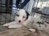 April, a female Australian Shepherd for sale in Indian Trail, NC – Photo 3 of 4
