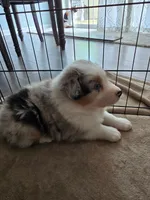 April, a female Australian Shepherd for sale in Indian Trail, NC – Photo 2 of 4