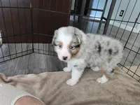 April, a female Australian Shepherd for sale in Indian Trail, NC – Photo 4 of 4
