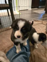 Sydney, a female Australian Shepherd for sale in Indian Trail, NC – 4 of 4