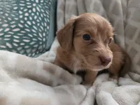 Victor, a male Miniature Dachshund for sale in Indian Trail, NC – 3 of 5