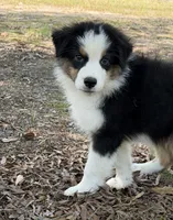 Bruno, a male Australian Shepherd for sale in Indian Trail, NC – 2 of 7