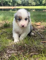 Alex, a male Australian Shepherd for sale in Indian Trail, NC – 3 of 4