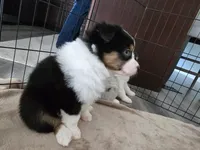 Domino, a female Australian Shepherd for sale in Indian Trail, NC – Photo 3 of 4