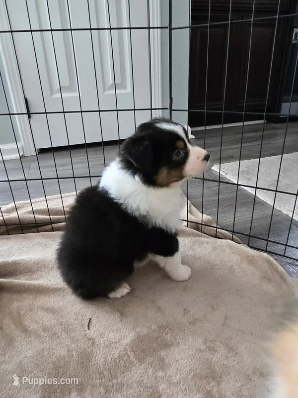Domino – Australian Shepherd puppy for sale in Indian Trail, NC
