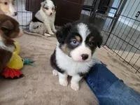 Domino, a female Australian Shepherd for sale in Indian Trail, NC – Photo 2 of 4