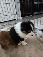 Domino, a female Australian Shepherd for sale in Indian Trail, NC – Photo 4 of 4