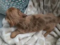 Victor, a male Miniature Dachshund for sale in Indian Trail, NC – 5 of 5