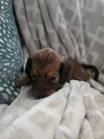 Sampson, a male Miniature Dachshund for sale in Indian Trail, NC – 2 of 4