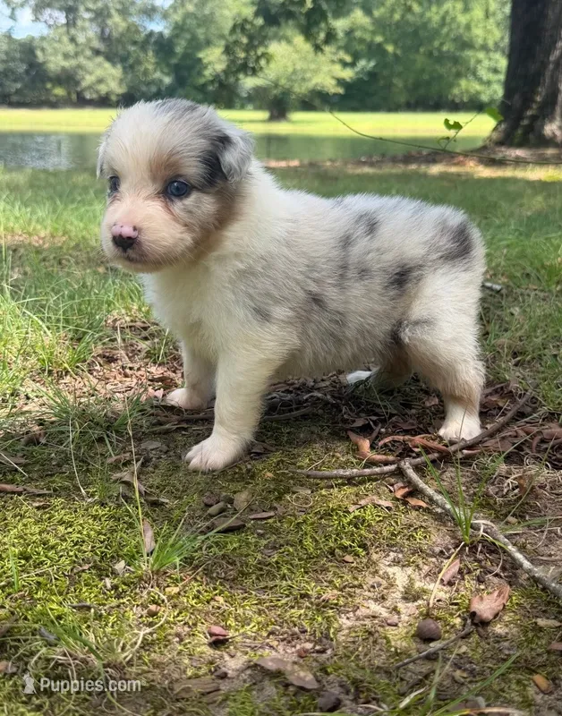 April – Australian Shepherd puppy for sale in Indian Trail, NC