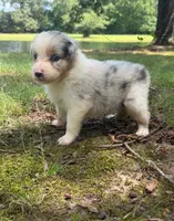 April, a female Australian Shepherd for sale in Indian Trail, NC – 1 of 4