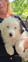 Arrie, a female Australian Shepherd for sale in Indian Trail, NC – 1 of 5