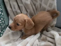 Bobby, a male Miniature Dachshund for sale in Indian Trail, NC – 3 of 4