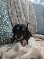 Brandi, a female Miniature Dachshund for sale in Indian Trail, NC – 2 of 3