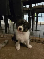 Duncan, a male Australian Shepherd for sale in Indian Trail, NC – 5 of 5