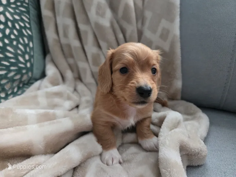Bobby – Miniature Dachshund puppy for sale in Indian Trail, NC
