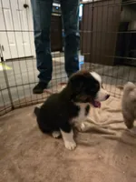 Sydney, a female Australian Shepherd for sale in Indian Trail, NC – 3 of 4