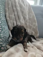 Darci, a female Miniature Dachshund for sale in Indian Trail, NC – 3 of 4