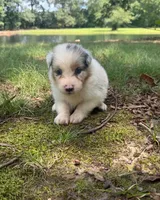 April, a female Australian Shepherd for sale in Indian Trail, NC – 2 of 4