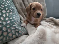 Bobby, a male Miniature Dachshund for sale in Indian Trail, NC – 4 of 4