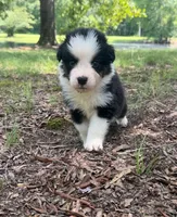 Bruno, a male Australian Shepherd for sale in Indian Trail, NC – 4 of 4