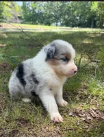 Alex, a male Australian Shepherd for sale in Indian Trail, NC – 4 of 4