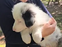 Arrie, a female Australian Shepherd for sale in Indian Trail, NC – 5 of 5
