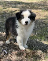 Bruno, a male Australian Shepherd for sale in Indian Trail, NC – 3 of 7